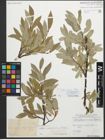 Foto von Salix glaucosericea Flod.